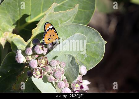 Oscher (Calotropis procera, SYN.Asclepias procera, Asclepias gigantea), auch Fettblattbaum mit Monarchfalter (Danaus plexippus) Stockfoto