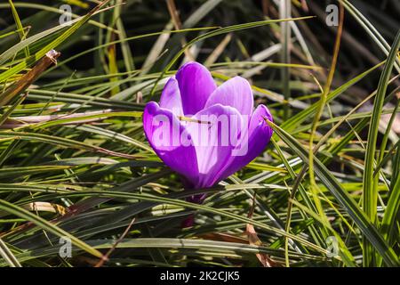 Eine einzelne lila Krokusblüte zwischen grünem Gras. Blick auf die magischen blühenden Frühlingsblumen Crocus sativus Stockfoto