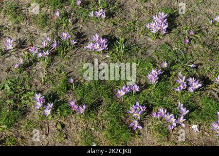 Da draußen wächst viel lila Krokus. Blick auf die magischen blühenden Frühlingsblumen Crocus sativus Stockfoto