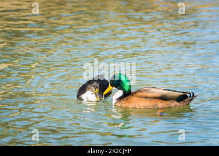 Ein paarweise paarweise paarweise mallard Ducks während des Frühlings Stockfoto