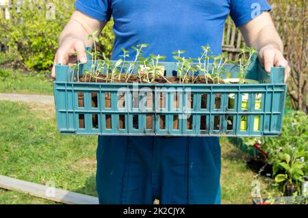 Die Hände eines jungen männlichen Landwirts halten ein Tablett mit Setzlingen von Gemüsepflanzen, die für die Anpflanzung in einem Gewächshaus oder Gemüsegarten vorbereitet werden, das Konzept des Anbaus von Bio-Gemüse Stockfoto
