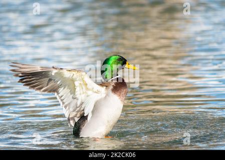 Mallard Duck streckt seine Flügel, während er sich auf dem Wasser ausruht Stockfoto