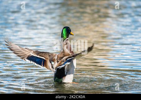 Mallard Duck streckt seine Flügel, während er sich auf dem Wasser ausruht Stockfoto