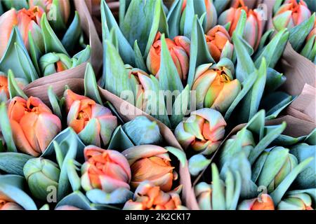 Nahaufnahme von orangen Tulpen von oben Stockfoto