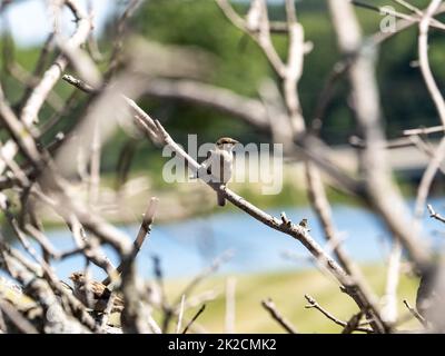 Ein kleiner, niedlicher Haussperling, passer domesticus, steht auf dem Ast von toten, geschnittenen Bäumen in einem Park in Independence, Wisconsin Stockfoto