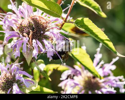 Eine gewöhnliche östliche Hummel, bombus Impatiens, trinkt Nektar aus wilden Bergamotte-Blumen in einem Park in Western Wisconsin. Stockfoto