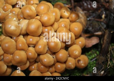 Pilze im Wald Stockfoto