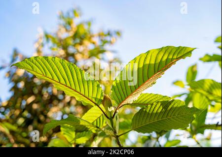 Kratom Mitragyna speciosa Green ist eine Art von Medikament Stockfoto