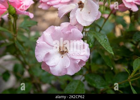 Nahaufnahme einer zarten rosa Rose mit offenen Blütenblättern und Regentropfen Stockfoto