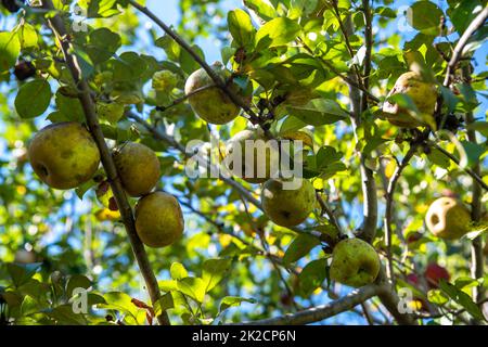 Äste voller goldener rosa Äpfel in einem Bio-Obstgarten Stockfoto