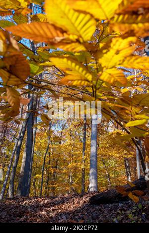 Selektive Fokussierung von Herbstwäldern durch gelbe Blätter mit Kopierraum Stockfoto