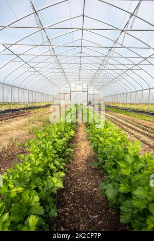 Vertikales Bild des Gemüsehaushauses mit Reihen Blattsellerie Stockfoto