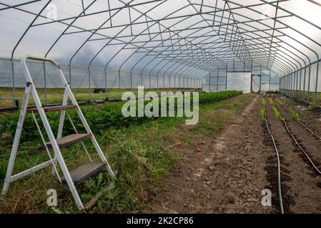 Treppe in einen Garten Gewächshaus Bewässerungslinien und grüne Pflanzen Stockfoto