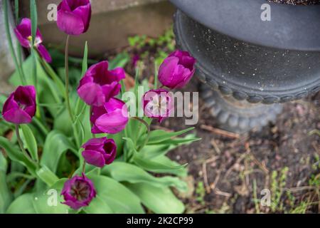 Blick von einer schwarzen Friedhofsurne aus einem hohen Winkel auf die lilafarbenen Tulpen. Stockfoto