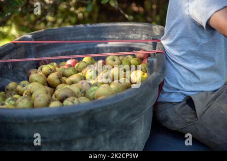 Ein Mann schleppt einen Behälter mit frisch gepflückten Äpfeln im Obstgarten. Stockfoto