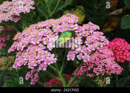 Rosenschäfer auf einer Schafgarbe Stockfoto