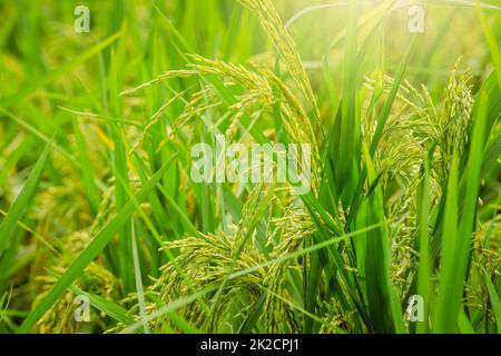 Selektiver Fokus auf das Reisohr. Grünes Reisfeld. Reisplantation. Bio-Reisfarm in Asien. Das Konzept des Reispreises auf dem Weltmarkt. Schöne Natur auf dem Bauernhof. Paddy Field. Pflanzenanbau. Stockfoto