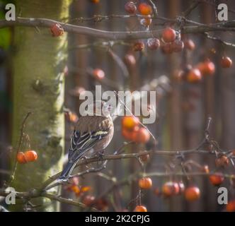 Männchen-Spießvogel sitzt auf einem Apfelbaum Stockfoto