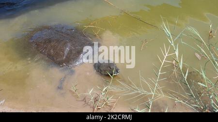 Nilsoftshell-Schildkröte in Nahal Alexander in Israel, Trionyx triunguis im Wasser, in dem Flüsse leben Stockfoto