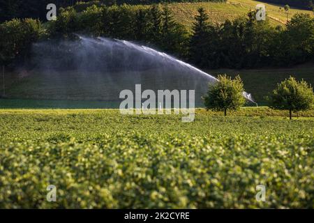 Intensive Landwirtschaft Maiskolben wird an einem heißen Sommertag mit riesigen Wassermengen bewässert Stockfoto