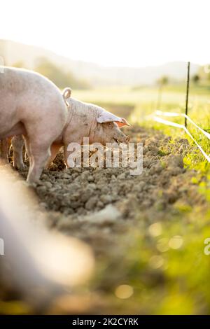 Schweine essen auf einer Wiese in einem organischen Fleisch Farm Stockfoto