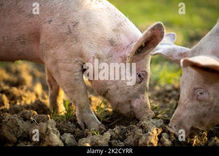 Schweine essen auf einer Wiese in einem organischen Fleisch Farm Stockfoto