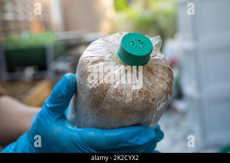 Pilzanbau, Sammelbeutel für den Anbau der Produktion auf dem Bauernhof. Stockfoto