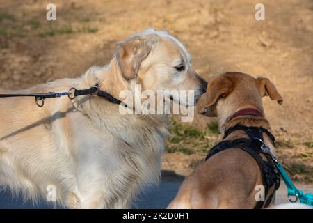 Zwei Hunde lernen, sich zu kennen Stockfoto