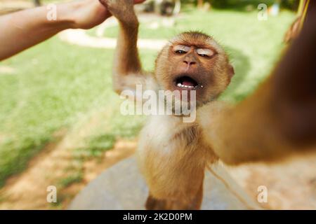 Der thailändische Affe erreicht. Ein Makaken-Affe in thailand und greift zur Kamera. Stockfoto