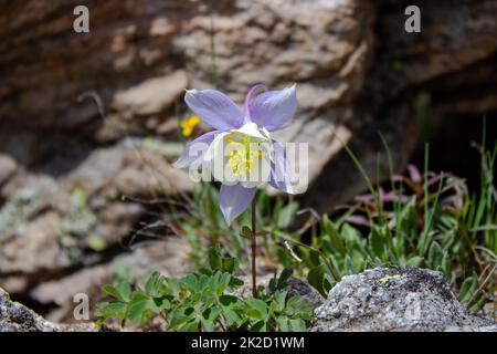 Lila Columbine Blume in Colorado Stockfoto