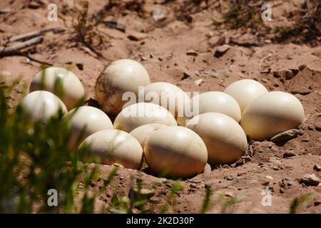 Bald werden große Vögel Aufnahme eines Nestes von Straußeneiern im Sand. Stockfoto