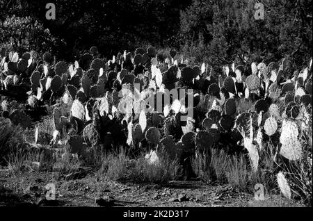 Prickly Pear Cactus Sedona Arizona Stockfoto