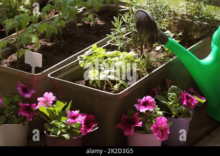 Container Gemüse im Garten arbeiten. Gemüsegarten auf Terrasse. Kräuter, Tomaten Sämling wächst in Container. Blume Petunie in Töpfen Stockfoto