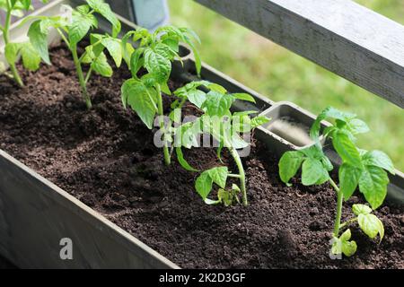 Gemüsegarten auf Terrasse. Tomaten Sämling wächst in Container Stockfoto