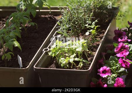 Container Gemüse im Garten arbeiten. Gemüsegarten auf Terrasse. Kräuter, Tomaten Sämling wächst in Container. Blume Petunie in Töpfen Stockfoto