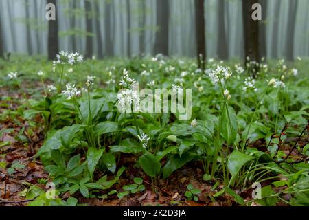 Bärlauch, Frühlingsbuche in den Weißen Karpaten, Südmähren, Tschechische Republik Stockfoto