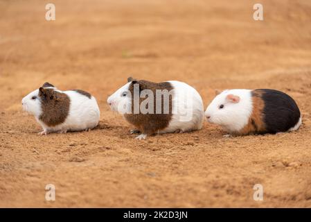 Drei niedliche Meerschweinchen im Freien Stockfoto