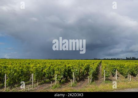 Typische Weinberge in der Nähe von Saint-Julien-Beychevelle, Bordeaux, Aquitanien, Frankreich Stockfoto