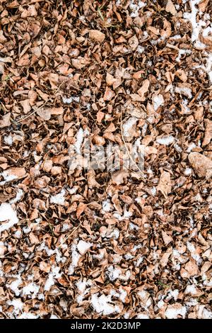 Trockenes, heruntergefallenes Laub auf dem Boden. Leicht mit Schneeblättern bedeckt. Hintergrund der Blätter, Textur Stockfoto