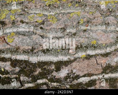 Background from poplar bark Stockfoto