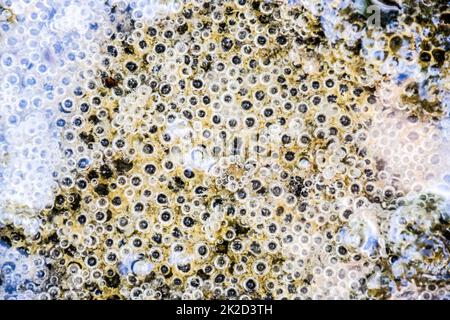 Luftblasen im Schlamm und Schlick unter Wasser. Hintergrund der Blasen, Oberflächenstruktur. Stockfoto