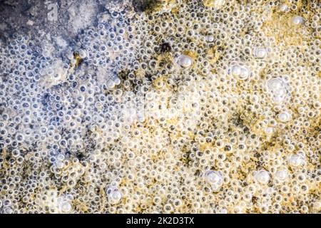 Luftblasen im Schlamm und Schlick unter Wasser. Hintergrund der Blasen, Oberflächenstruktur. Stockfoto