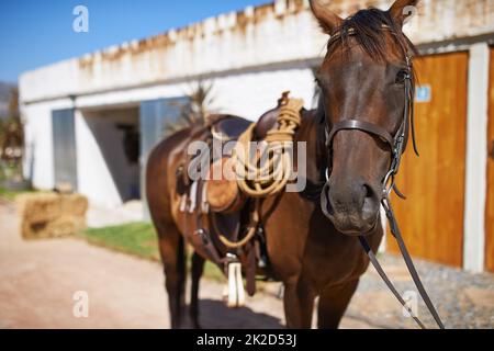 Wer will eine Fahrt machen. Aufnahme eines schönen braunen Pferdes, das vor den Stalltüren steht. Stockfoto