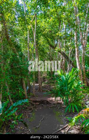 Tropische Dschungelpflanzen Bäume Wanderwege Muyil Mayan Ruinen Mexiko. Stockfoto