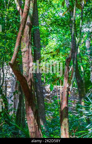 Tropische Dschungelpflanzen Bäume Wanderwege Muyil Mayan Ruinen Mexiko. Stockfoto