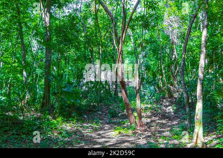 Tropische Dschungelpflanzen Bäume Wanderwege Muyil Mayan Ruinen Mexiko. Stockfoto