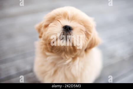 Ohne Hunde wäre das Leben ein Ruff. Aufnahme eines entzückenden Hundes, der draußen auf einer hölzernen Veranda sitzt. Stockfoto