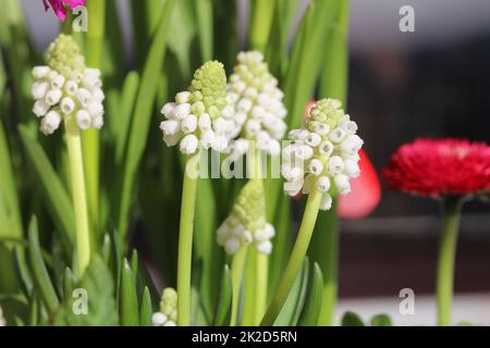 Weiße Traubenhyazinth Stockfoto