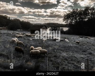 Schafe auf einem Feld rund um den Vassiviersee Stockfoto