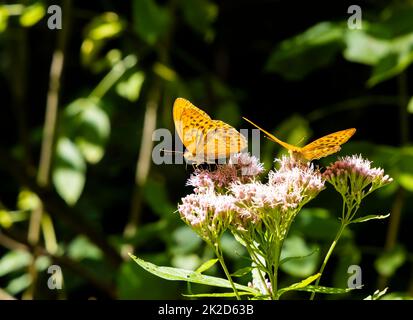 Silber - fritillaryschmetterling in natürlicher Umgebung gewaschen, Nationalpark Slovensky Raj, Slowakei Stockfoto